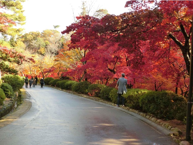 紅葉の見頃を迎えた弥彦公園のもみじ谷も「弥彦菊まつり」の楽しみのひとつ