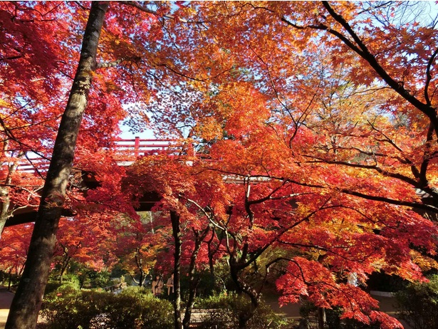 弥彦公園の真っ赤に染まった紅葉は一見の価値あり
