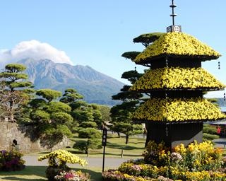 日本庭園に華やかな菊花、鹿児島市の仙巌園で「第61回 菊まつり」開催