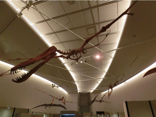 群馬県立自然史博物館で第62回企画展 空にいどんだ勇者たち が開催中 プテラノドンの全身骨格標本などを展示 ウォーカープラス