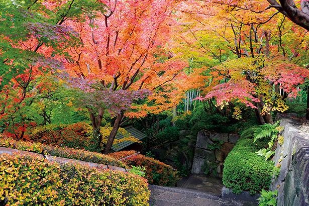 燃えるように色付く紅葉が美しい 本格的な和風庭園を散策 愛知県安城市の 丈山苑 おでかけコース ウォーカープラス
