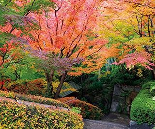 燃えるように色付く紅葉が美しい、本格的な和風庭園を散策！愛知県安城市の「丈山苑」おでかけコース
