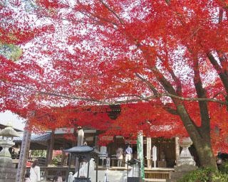 名古屋から気軽に行ける愛知県犬山市の紅葉名所へ！色鮮やかな紅葉を満喫する「寂光院」おでかけプラン