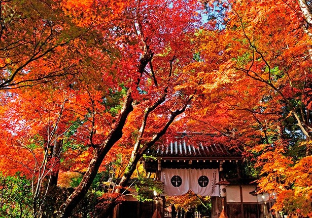 京都 長岡京市で 密 を避けた紅葉巡り 地元の名物グルメも堪能 ウォーカープラス