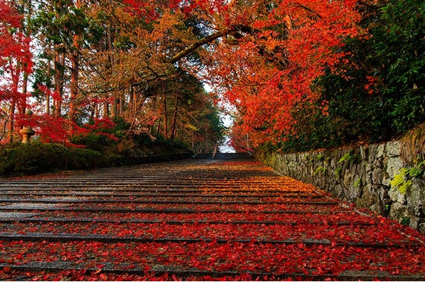 京都 長岡京市で 密 を避けた紅葉巡り 地元の名物グルメも堪能 紅葉名所 ウォーカープラス