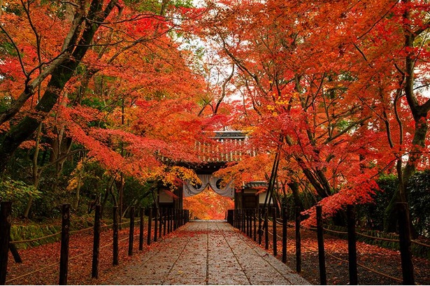 京都 長岡京市で 密 を避けた紅葉巡り 地元の名物グルメも堪能 紅葉名所 ウォーカープラス