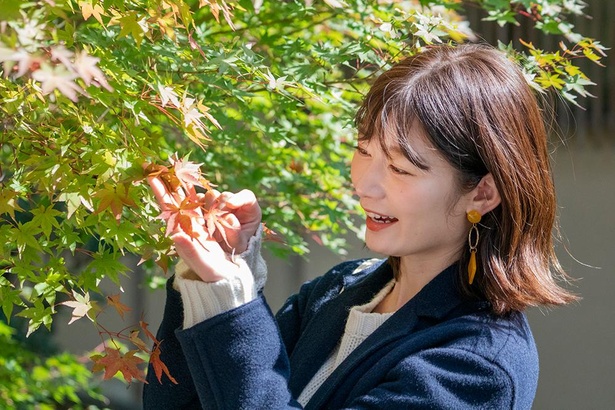 10月20日の撮影時には、一部のカエデがほんのり色づき始めていた/光明寺