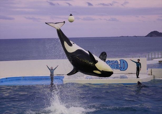 巨大水槽の前で一夜を過ごす水族館の“週末女子会”｜ウォーカープラス