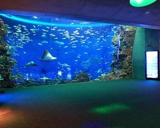 巨大水槽の前で一夜を過ごす水族館の“週末女子会”