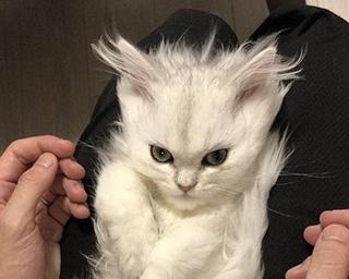 “フリーザ様の戦闘力”を超える54万いいね！勇ましすぎる“スーパーサイヤ猫”が話題に
