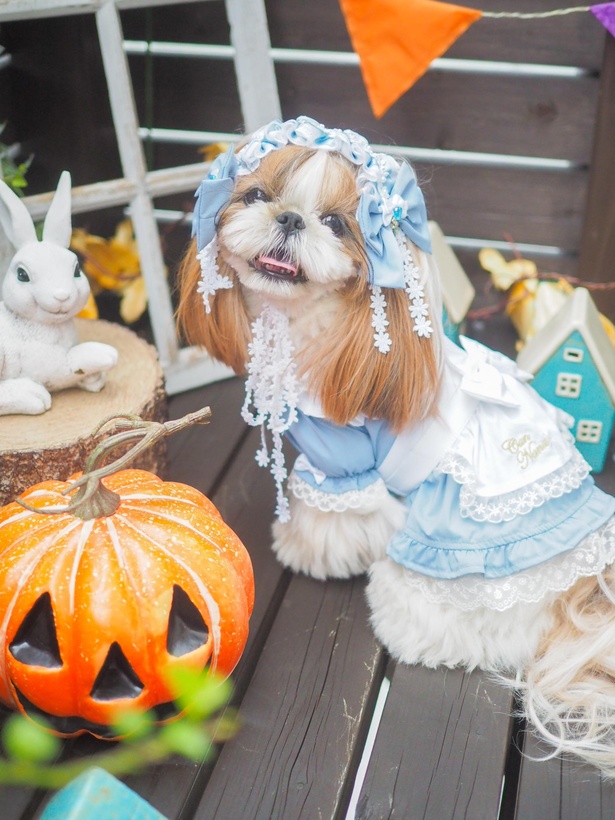 アリスのコスプレでハロウィン