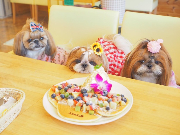 同じシーズーのお友達とのカフェがなにより好きな時間