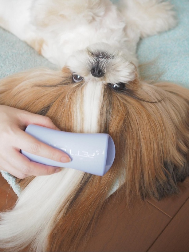 ブラッシング中。結んだ毛を下ろすと別犬に！？