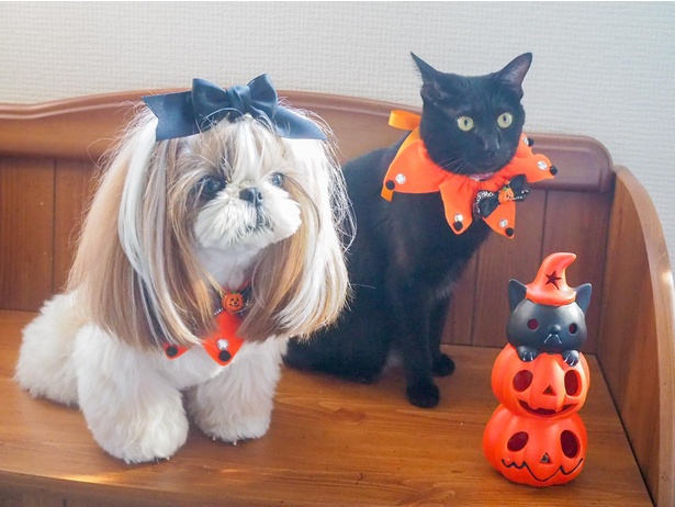 月ちゃんとハロウィン。おそろいの首飾りで