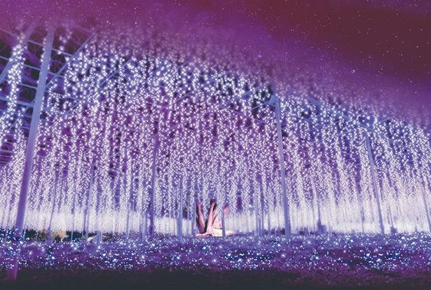 奇蹟の大藤は花びらの細部にまでこだわったイルミネーション