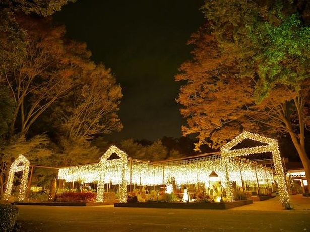 「光と森のStory最終章」として特別な公園ステイを楽しめる