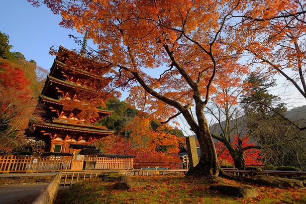 花の御寺は紅葉も格別 桜井市の長谷寺で紅葉が見頃 ウォーカープラス