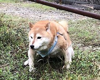 力士顔負けの“ドスコイ感”！獣医も太鼓判を押した柴犬・アンちゃんのマッスルボディーが話題