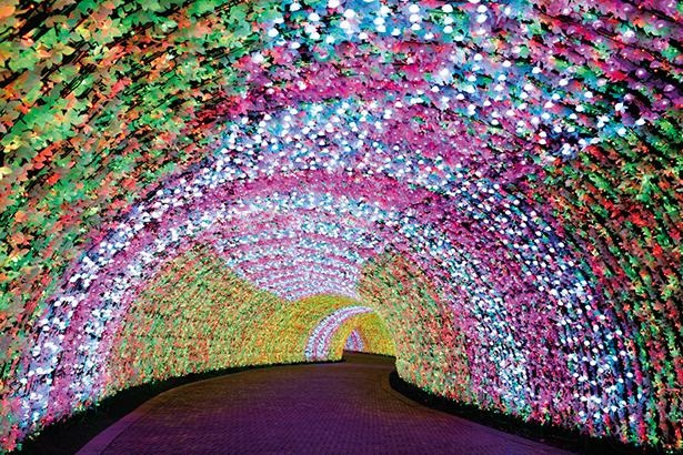 【写真を見る】バラの花型LEDで華やかに!100メートルのトンネルが新登場/「なばなの里イルミネーション」