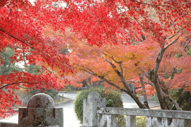 国宝の展示とともに紅葉を愛でる 防府市の毛利博物館で特別展 国宝 開催 紅葉名所 ウォーカープラス