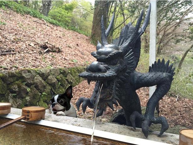 九頭龍とツーショット！こちらを見るモップくんの表情がたまらない