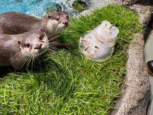 都心のオアシスで癒やされる サンシャイン水族館のクリスマス 開催 ウォーカープラス