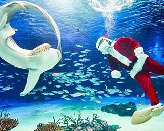 都心のオアシスで癒やされる…「サンシャイン水族館のクリスマス」開催
