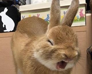 「太ってない、丸っこいだけ」！“バズ連発”のふくよかうさぎ・卯太郎くんって知ってる？