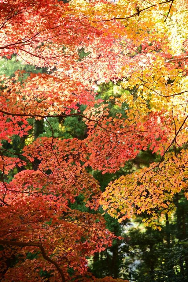 約80本のカエデ、イチョウが真っ赤に色づき、参拝者を迎えてくれる