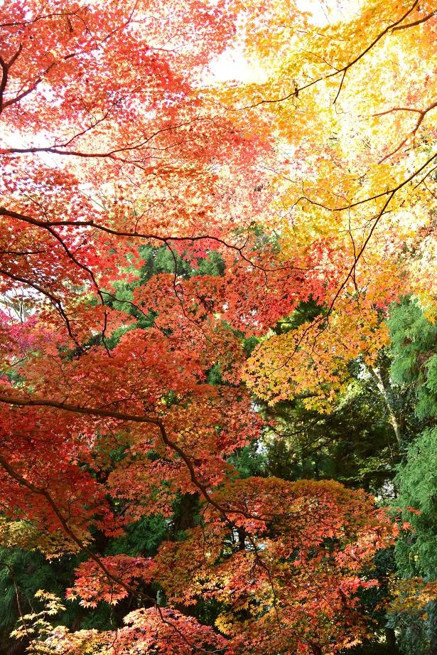 大正年間、自生したツゲ、イチョウがあるだけの境内に、住職自ら紅葉を楽しんでもらおうとカエデなどを植えていったという