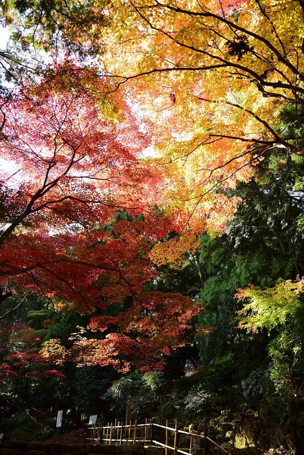 平安時代より続く古刹が錦に染まり、一年で最も美しい季節を迎える