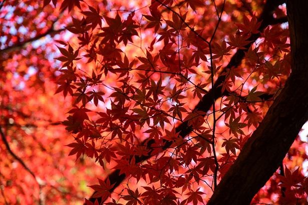 鑑賞できるカエデは、ハウチワカデ・ヤマカエデ・イロハカエデ・キョウカエデの4種類