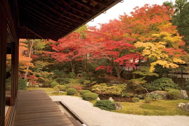 見るべき絶景は御座所庭園。紅葉は、赤や黄、オレンジなど色とりどり。鮮やかかつ上品な秋の色と雰囲気が、人々の心を魅了してやまない/御寺 泉涌寺