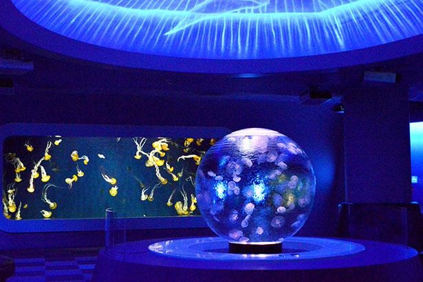 画像1 12 まるで宝石のよう 新江ノ島水族館でイルミイベント開催 ウォーカープラス