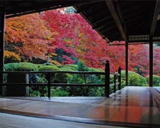 密を避けて楽しむ京都・一乗寺の紅葉！大人気の抹茶スイーツにも注目