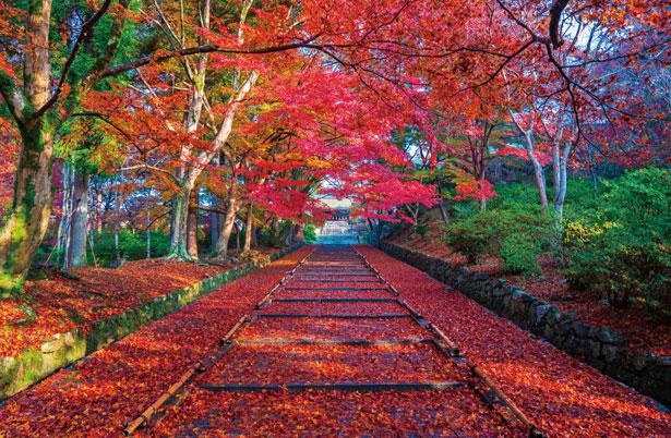 見るべき紅葉は勅使門前の参道。晩秋の散りモミジが絶景！/毘沙門堂