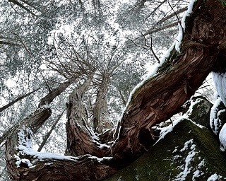 自然の”声”に耳を傾けろ！森羅万象の声を聴く「鼓動」