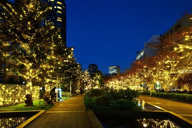 街の木々をきらきらと輝かせるゴールドイルミネーション「光の散歩道」