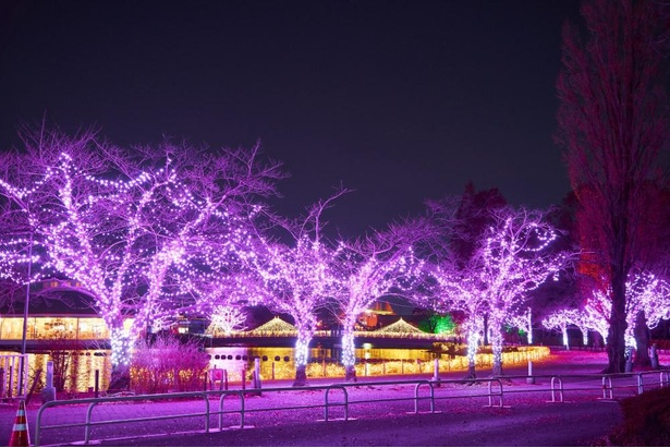 紫に近いライトアップで幻想的な空間になっている桜のイルミネーション