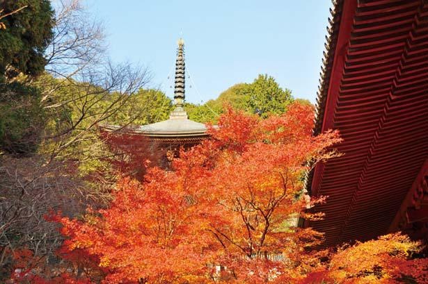 境内から見る、紅葉した木々の合間に多宝塔やお堂が見え隠れする景色は情趣たっぷり/神護寺