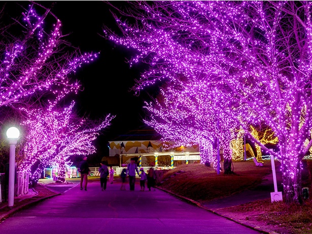 満開の桜のようなイルミネーション「桜のさんぽ道」