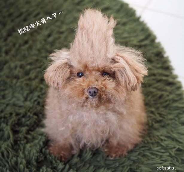 「#うちのフィヌ」で投稿された1枚。「されるがまま......だがそれも悪くないだろう！」