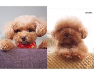 トリミングでこんなに変わる？プードルこつぶちゃんの「ギャップがすごい」けど「どっちもかわいすぎる！」
