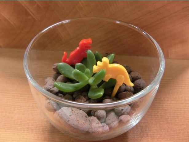 ワークショップ「多肉植物で作るテラリウム」の制作例