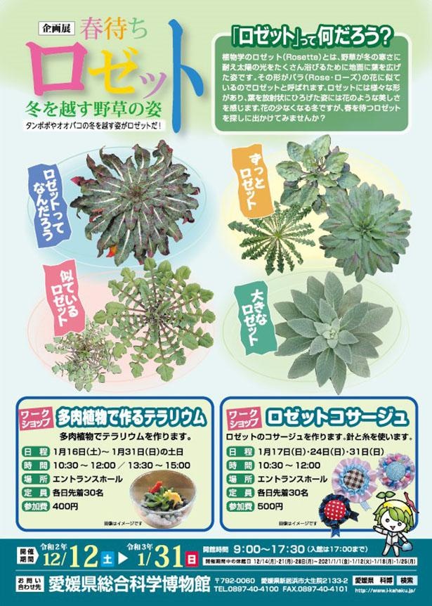 「春待ちロゼット－冬を越す野草の姿－」チラシ裏