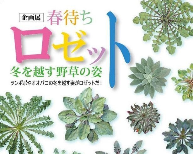 さまざまな美しいロゼットを紹介、愛媛県新居浜市の愛媛県総合科学博物館で「春待ちロゼット－冬を越す野草の姿－」開催