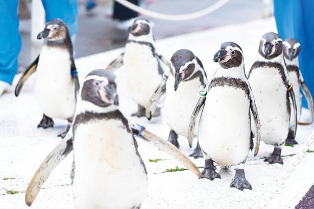 ペンギンのおさんぽタイムは1日2～3回実施 / 越前松島水族館