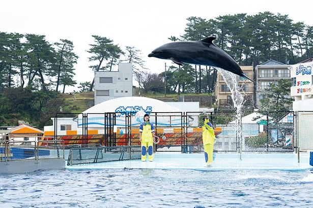 ダイナミックなジャンプやボールキックなど、華麗な演技を披露するイルカショー / 越前松島水族館