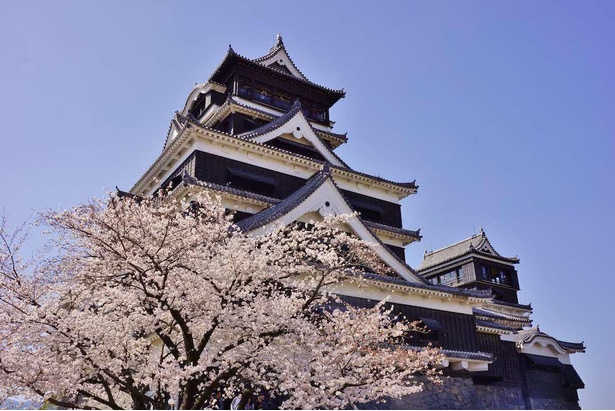 日本三名城のひとつに数えられる「熊本城」。どっしりとした石垣の上に、大天守と小天守が並び立つ