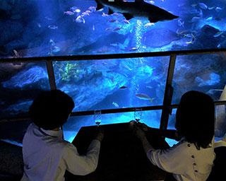 水族館でフルコースディナー体験　すみだ水族館が体験型福袋を販売